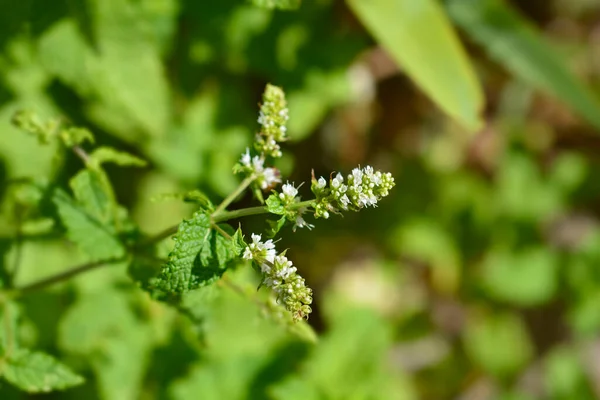 Белые Цветы Мяты Перечной Латинское Название Mentha Piperita — стоковое фото