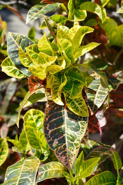 Gevarieerde Kroonbladeren Latijnse Naam Codiaeum Variegatum — Stockfoto