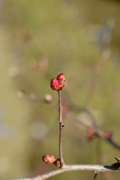 Japanese Quince Nicoline Flower Bud Latin Name Chaenomeles Superba Nicoline — Stock Photo, Image