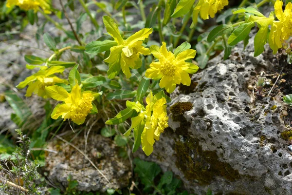 Poduszka Wilczomlecz Żółte Kwiaty Łacińska Nazwa Wilczomlecz Pstry Euphorbia Polychroma — Zdjęcie stockowe