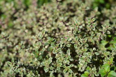 Gümüş Kraliçe Thyme - Latince adı - Thymus x citriodorus Gümüş Kraliçe
