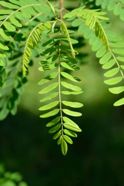 Sahte çivit ağacı yaprakları - Latince adı - Amorpha fruticosa