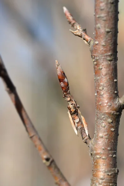 European Beech Rohanii Branch Bud Latin Name Fagus Sylvatica Rohanii — Stock fotografie