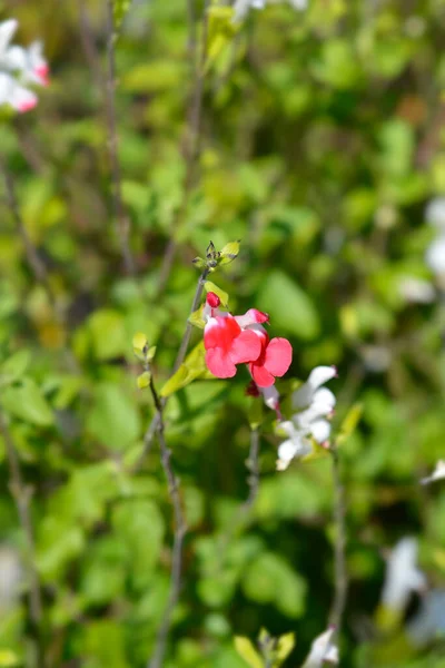 Квітка Гарячі Ліпси Латинська Назва Salvia Microphylla Hot Lips — стокове фото