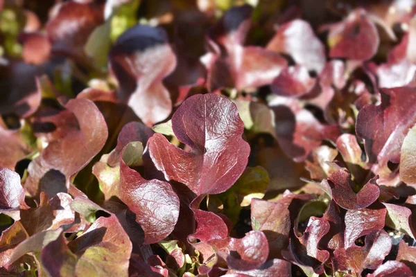 Listy Salátu Saxo Latinský Název Lactuca Sativa Saxo — Stock fotografie