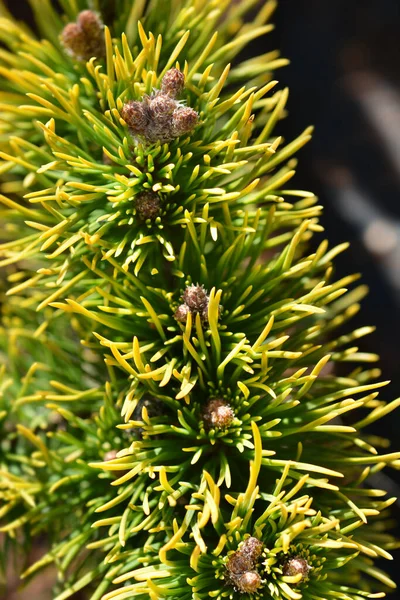 Pinheiro Montanha Anão Carstens Wintergold Nome Latino Pinus Mugo Carstens — Fotografia de Stock