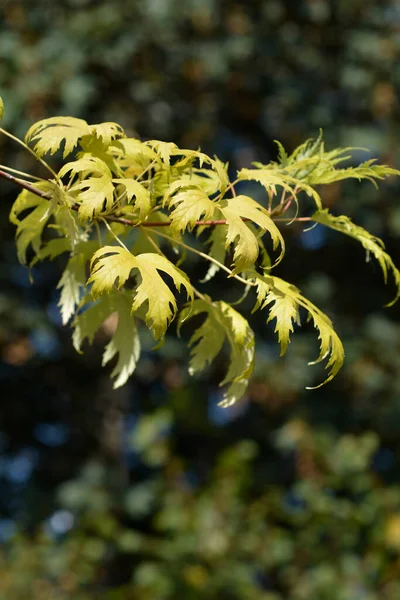 Wier Silver Maple Leaves Latin Name Acer Saccharinum Wieri — стокове фото