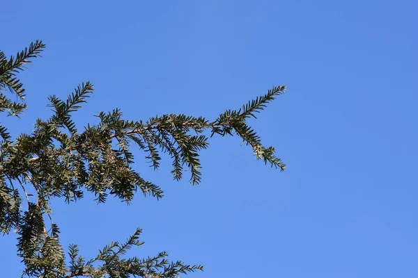 Irish Yew Branches Blue Sky Latin Name Taxus Baccata — Stock Photo, Image