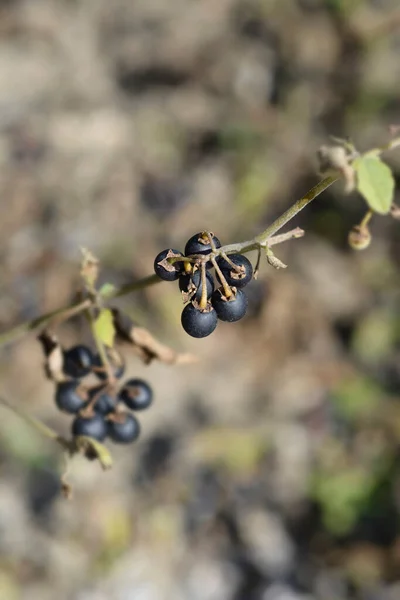 Frutas Girassol Nome Latino Solanum Retroflexum — Fotografia de Stock