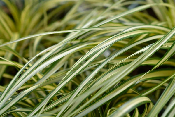 Striped Weeping Sedge Evergold Leaves Latin Name Carex Oshimensis Evergold — Stock Photo, Image