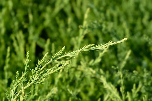 Juniper Mint Julep şubesi - Latince adı - Juniperus x media Mint Julep