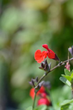 Bebek bilgesi Kırmızı Kadife çiçeği - Latince adı - Salvia microphylla Red Velvet