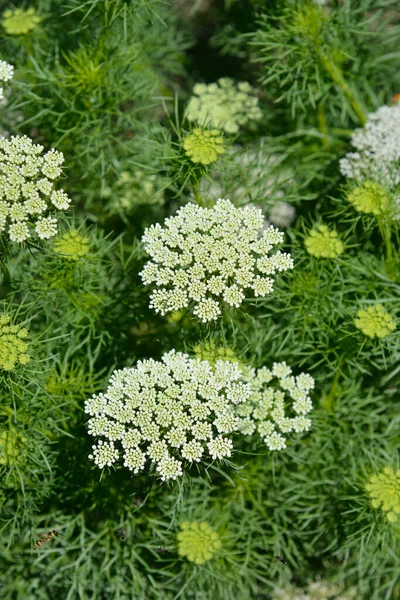 Toothpick Bullwort Blutenball Flores Nombre Latino Ammi Visnaga Blutenball —  Fotos de Stock