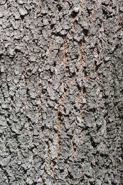 Λεπτομέρεια Φλοιού Δένδρου Ιούδα Λατινική Ονομασία Cercis Siliquastrum — Φωτογραφία Αρχείου