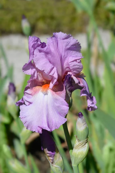 Высокий Бородатый Ирис Персидский Ягодный Цветок Латинское Название Iris Barbata — стоковое фото