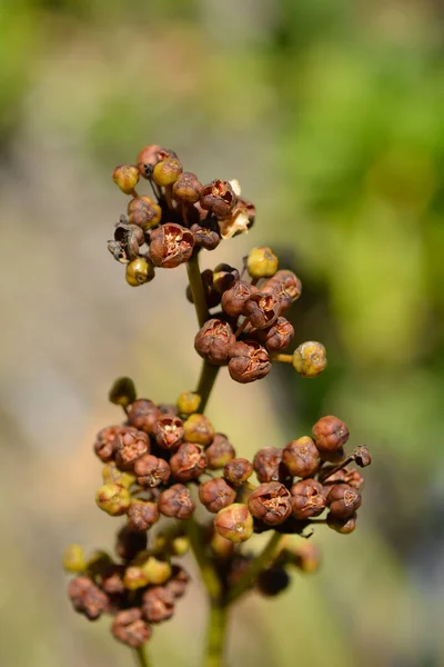 Nowozelandzkie Strąki Nasion Satyny Nazwa Łacińska Libertia Grandiflora Libertia Chilensis — Zdjęcie stockowe