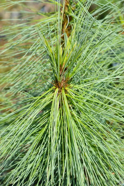 Sosna Hipika Łacińska Nazwa Pinus Himalajska — Zdjęcie stockowe