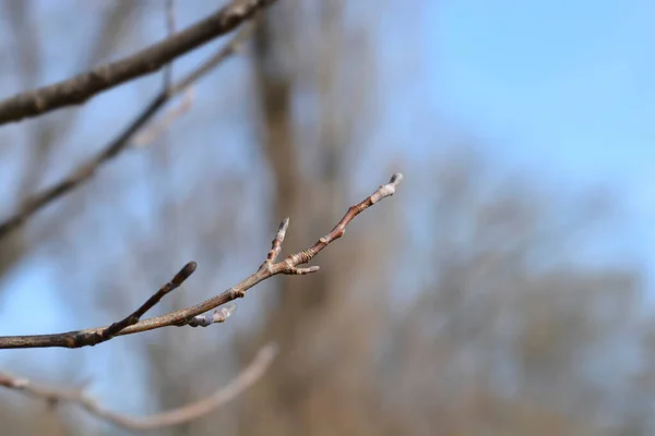 Гілка Тюльпанів Бутонами Латинською Назвою Liriodendron Tulipifera — стокове фото