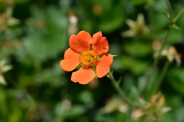 Orange Avens Cultivar Flower Latin Name Geum Heldreichii — 图库照片