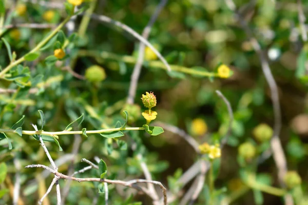 Spiny Spurge Nombre Latín Euphorbia Spinosa —  Fotos de Stock