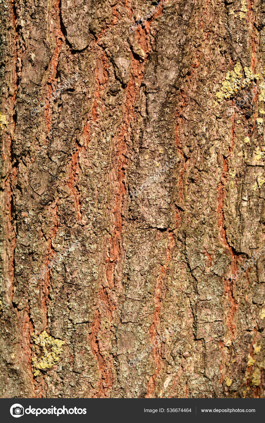 Golden Rain Tree Bark Detail Latin Name Koelreuteria Paniculata Stock
