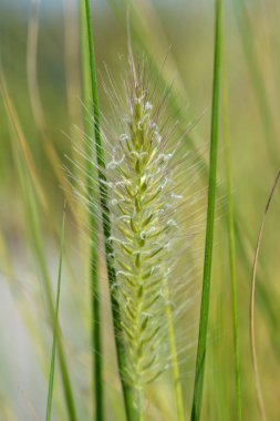 Fountain Grass Hameln çiçeği - Latince adı - Pennisetum alopecuroides Hameln