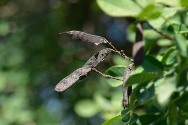 Dalmaçyalı laburum tohumları - Latince adı - Petteria ramentacea
