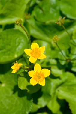 Marsh Marigold - Latince adı Caltha Palustris