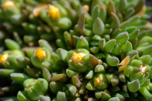 Yellow Hardy Ice Plant Flower Buds Latin Name Delosperma Deschampsii — Stock Photo, Image