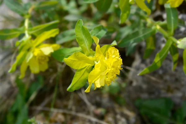 Almofada Spurge Flores Amarelas Nome Latino Euphorbia Epithymoides Euphorbia Polychroma — Fotografia de Stock
