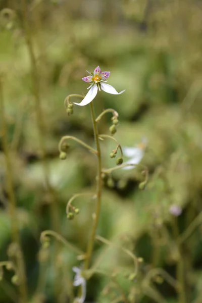 Flor Saxifrago Rastrero Nombre Latino Saxifraga Stolonifera Saxifraga Sarmentosa — Foto de Stock