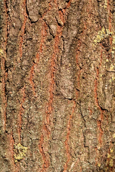 金雨树树皮详情 拉丁文名称 金雨树树皮 — 图库照片