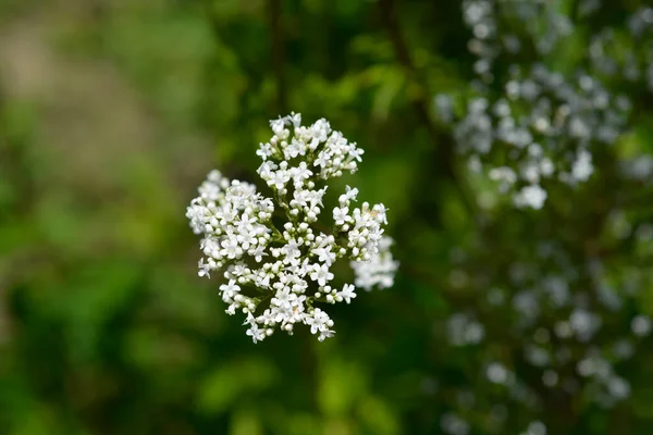 Kwiaty Waleriany Zwyczajnej Nazwa Łacińska Valeriana Officinalis — Zdjęcie stockowe