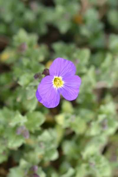 Aubrieta Květ Latinský Název Aubrieta Hybridy — Stock fotografie