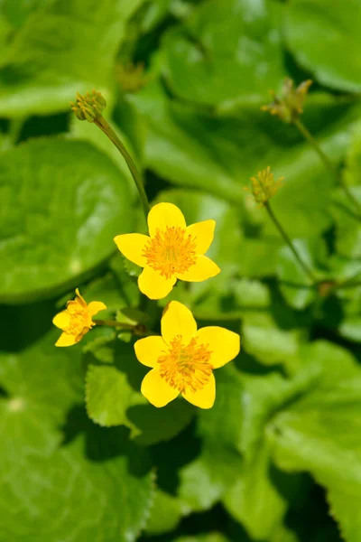 Marsh Marigold Latijnse Naam Caltha Palustris — Stockfoto