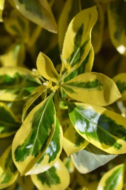 Japon Milli Bravo yaprakları ve küçük çiçekler - Latince adı Euonymus japonicus Bravo