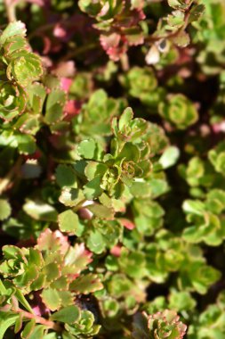 Orange Stonecrop Weihenstephaner Gold Latince adı Sedum Kamtschaticum var. Floriferum Weihenstephaner Altın
