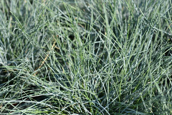 Blaue Festtagsblätter Lateinischer Name Festuca Glauca — Stockfoto