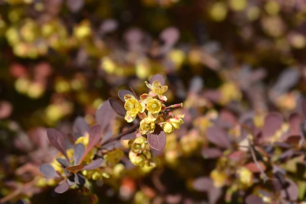 Fleurs Épine Vinette Pourpre Japon Nom Latin Berberis Thunbergii Atropurpurea — Photo