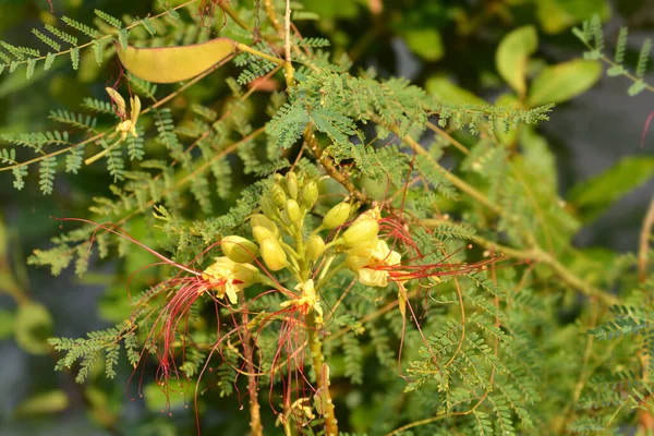 Rajský Pták Žluté Květy Latinské Jméno Caesalpinia Gilliesi Erythrostemon Gilliesii — Stock fotografie