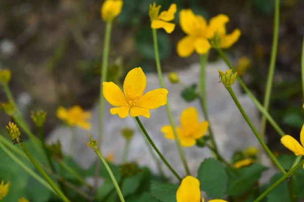 Marsh Flor Calêndula Nome Latino Caltha Palustris — Fotografia de Stock