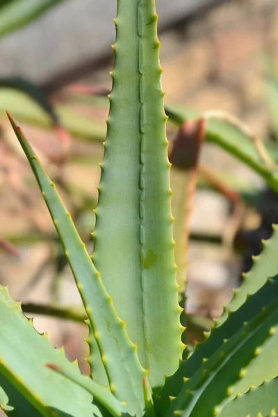 Смолоскип Алое Листки Латинська Назва Aloe Arborescens — стокове фото