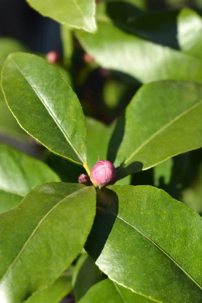 Lemon Flower Bud Latin Name Citrus Limon — Stock Photo, Image