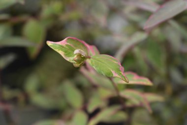 St. Johns Wort Tricolor - Latince adı - Hypericum x moserianum Tricolor