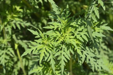 Yaygın yosun yaprakları - Latince adı - Ambrosia artemisiifolia