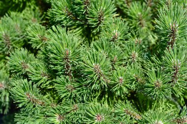Cüce çam ağacı Ophir - Latince adı - Pinus mugo Ophir