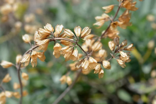 Common Sage Seed Pods Latin Name Salvia Officinalis — Stock Photo, Image