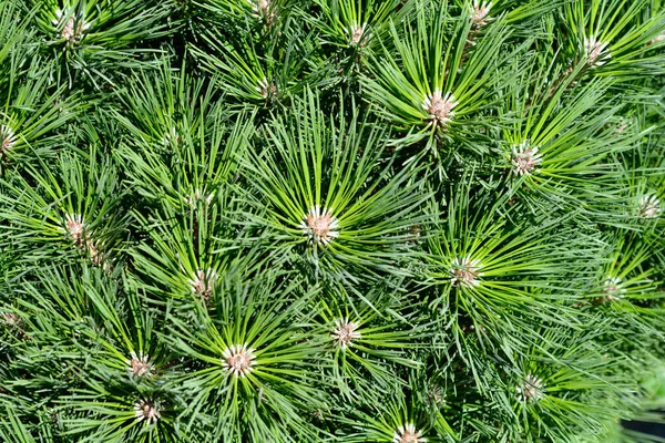 Pino Nero Nano Pierrick Bregeon Nome Latino Pinus Nigra Pierrick — Foto Stock