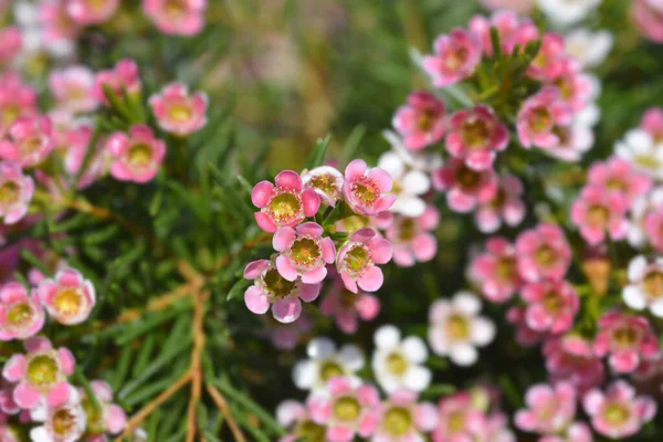 Geraldton Wax Flowers Latin Name Chamelaucium Uncinatum — Stock Photo, Image
