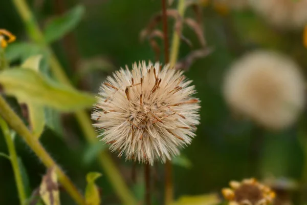 Cabeça Semente Goldenaster Falso Amarelo Limão Nome Latino Heterotheca Camporum — Fotografia de Stock